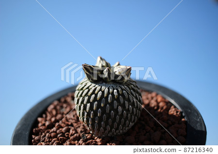 Cactus Elaborate Turbinicarpus Rose Maru 87216340