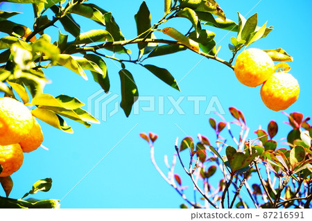 生長在地方的柚子,生長柚子的樹 生長在地方的柚子,生長柚子的樹 87216591