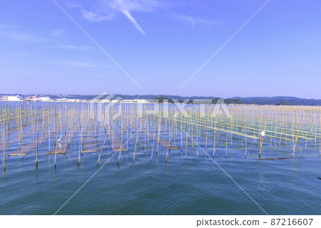 Nori culture in Matsushima Bay Nori culture in Matsushima Bay 87216607
