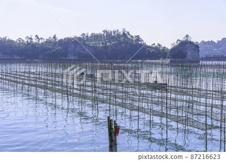 Nori culture in Matsushima Bay Nori culture in Matsushima Bay 87216623
