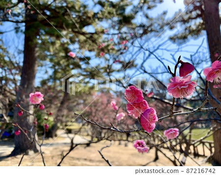 Aoi Umebayashi [南公園/愛知縣岡崎市] 87216742