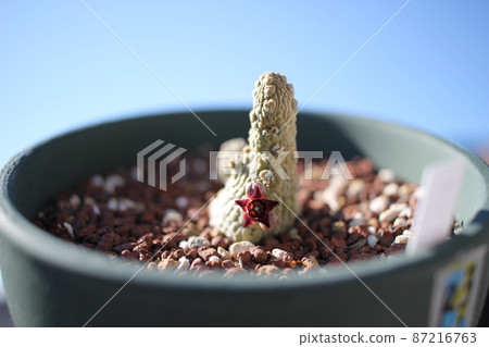 肉質植物Captoviperae Pseudolithos 肉質植物Captoviperae Pseudolithos 87216763
