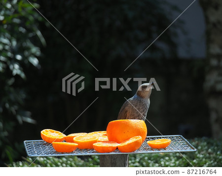 Small birds gather in search of delicious oranges while it is raining 87216764