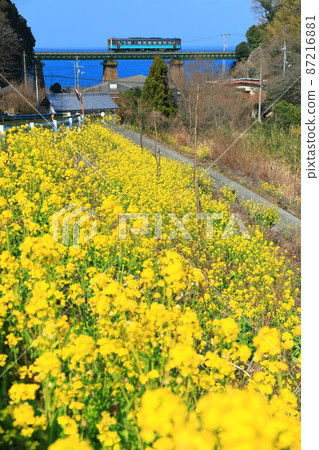 [Ehime Prefecture] Rape field and Motomura River Bridge under clear skies (Iyo-nada Sea in the Seto Inland Sea) 87216881