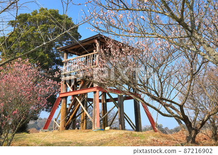 [愛媛縣]晴天下的七尾梅園梅花節（戶部） 87216902