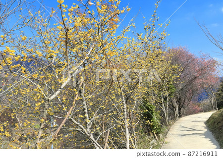 [愛媛縣]晴天下的七尾梅園梅花節（戶部） 87216911