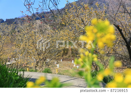[Ehime Prefecture] Nanaore no Baien Plum Festival under sunny weather (Tobe) 87216915