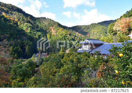 Yuzu field in Mizuo, Kyoto 87217625