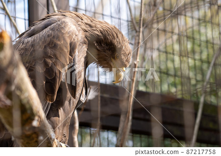 姬路動物園 姬路動物園 87217758