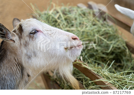 姬路動物園 87217769