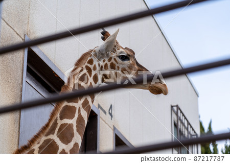 姬路動物園 87217787