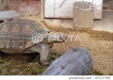 姬路動物園 姬路動物園 87217789