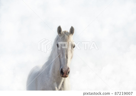 Portrait of a beautiful white horse in the fog in high key 87219007