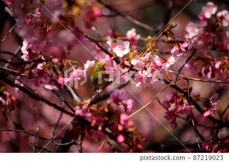 Mejiro和Kawazu櫻桃樹 Mejiro和Kawazu櫻桃樹 87219023