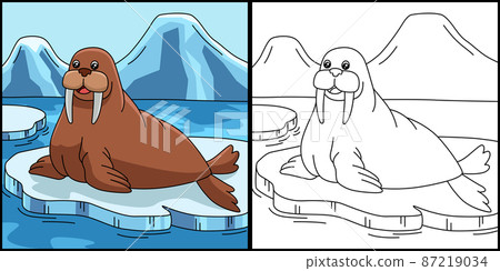 Walrus Coloring Page Colored Illustration Walrus Coloring Page Colored Illustration 87219034