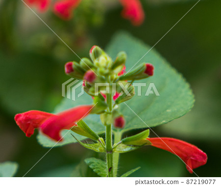 Stock Photos: Salvia Red Flowers 87219077
