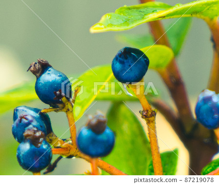 Stock Photos: Blue Fruit of Viburnumtinus Viburnumtinus 87219078