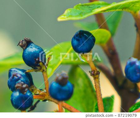 Stock Photos: Blue Fruit of Viburnumtinus Viburnumtinus 87219079