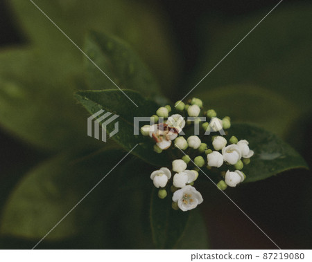 White flower of Viburnumtinus Viburnumtinus 87219080