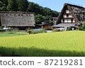 Gassho-zukuri and rice fields in Shirakawa-go 87219281