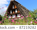 Gassho-zukuri and cosmos in Shirakawa-go 87219282