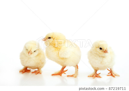 Little cute baby chick for easter. Yellow newborn baby chick. Little cute baby chick for easter. Yellow newborn baby chick. 87219711