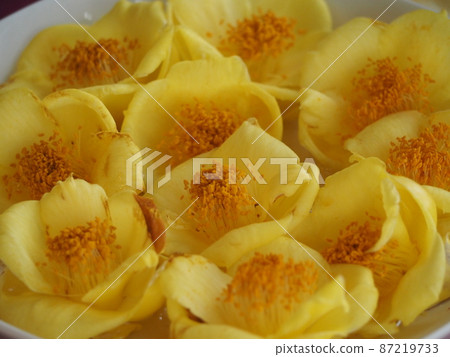 Yellow flower, camellia chrysan ④ Yellow flower, camellia chrysan ④ 87219733