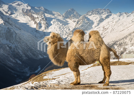 camel in the mountains camel in the mountains 87220075
