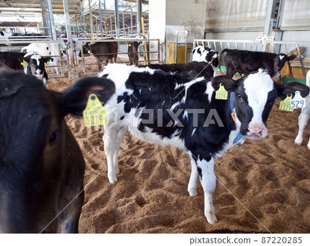 Raised cow Raised cow 87220285