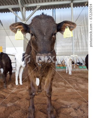 Cow calf Cow calf 87220654