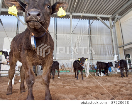 Calf barn Calf barn 87220658