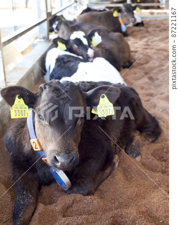 犢牛舍 犢牛舍 87221167