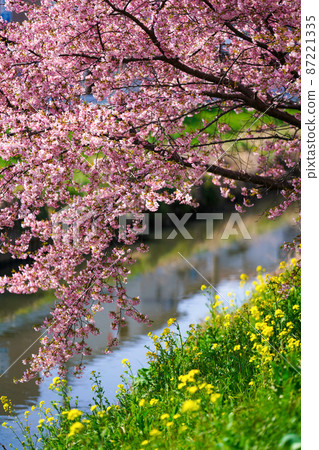 河津櫻花 87221335
