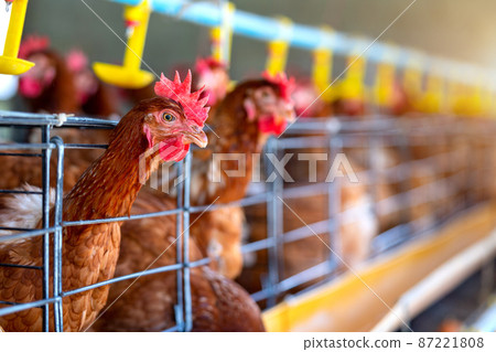 Hens in factory, Chicken in cages 87221808