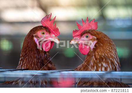 Hens in factory, Chicken in cages Hens in factory, Chicken in cages 87221811