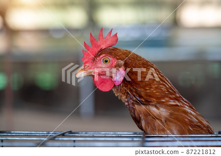 Hens in factory, Chicken in cages Hens in factory, Chicken in cages 87221812