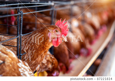 Hens in factory, Chicken in cages 87221814