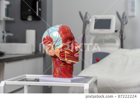 Anatomical artificial model of head in cometology clinic. Maquette of face for doctor use Anatomical artificial model of head in cometology clinic. Maquette of face for doctor use 87222224