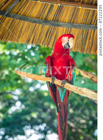 Portrait of colorful parrot in a park 87222295