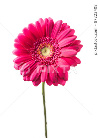 pink gerbera flower isolated on white 87222408