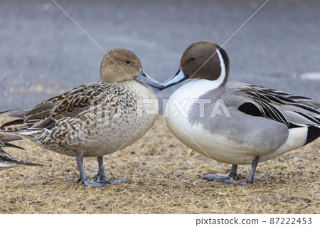 This is a blushing couple of pintails This is a blushing couple of pintails 87222453