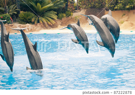 group of jumping dolphins 87222878