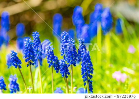 [Spring material] Muscari flowers [Nagano Prefecture] 87223976
