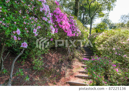 Taikodoji (Azalea Temple) 87225136