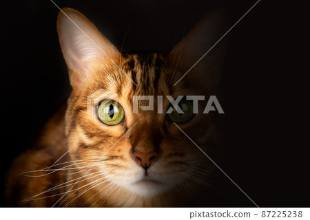 Close-up portrait of a Bengal cat on a black background. 87225238