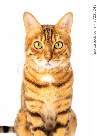 Portrait on a white background of a Bengal cat with a gaze. Portrait on a white background of a Bengal cat with a gaze. 87225242