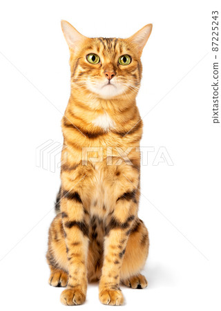 Sad Bengal cat. Funny domestic cat with a sad emotion on the muzzle. 87225243