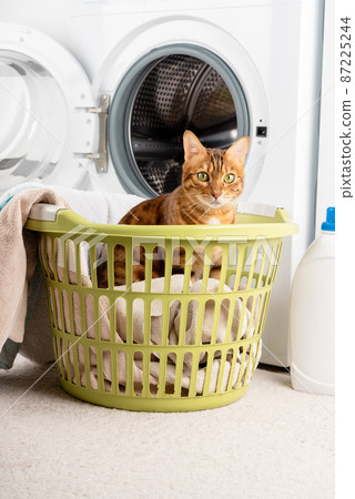 The cat is a little helper in the laundry next to the washing machine and dirty clothes. 87225244