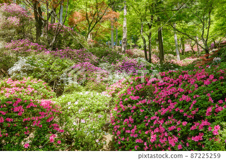 Taikodoji (Azalea Temple) 87225259