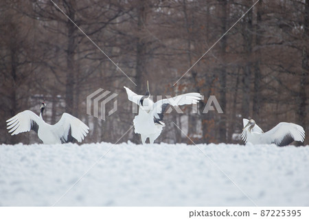Cranes dancing Cranes dancing 87225395